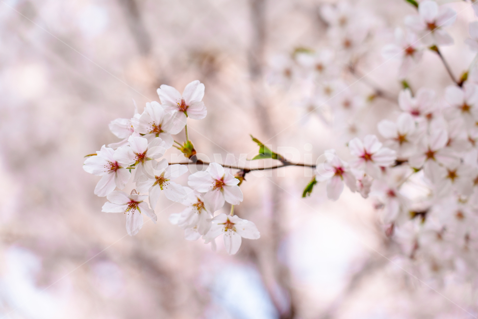 벚꽃,봄,분홍색,하늘색,클로즈업,분위기,빈티지,감성,봄,계절,spring,season,식물,자연,plants,nature,꽃,flower,plant,blossom