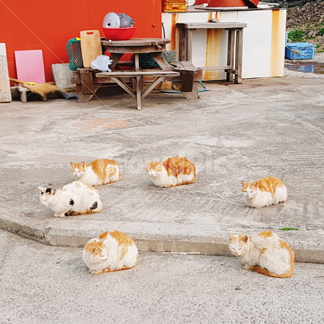 고양이,길고양이,반려묘,애완묘,고양이무리,동물,animal,포유류,mammal,고양이,cat,kitten,kitty