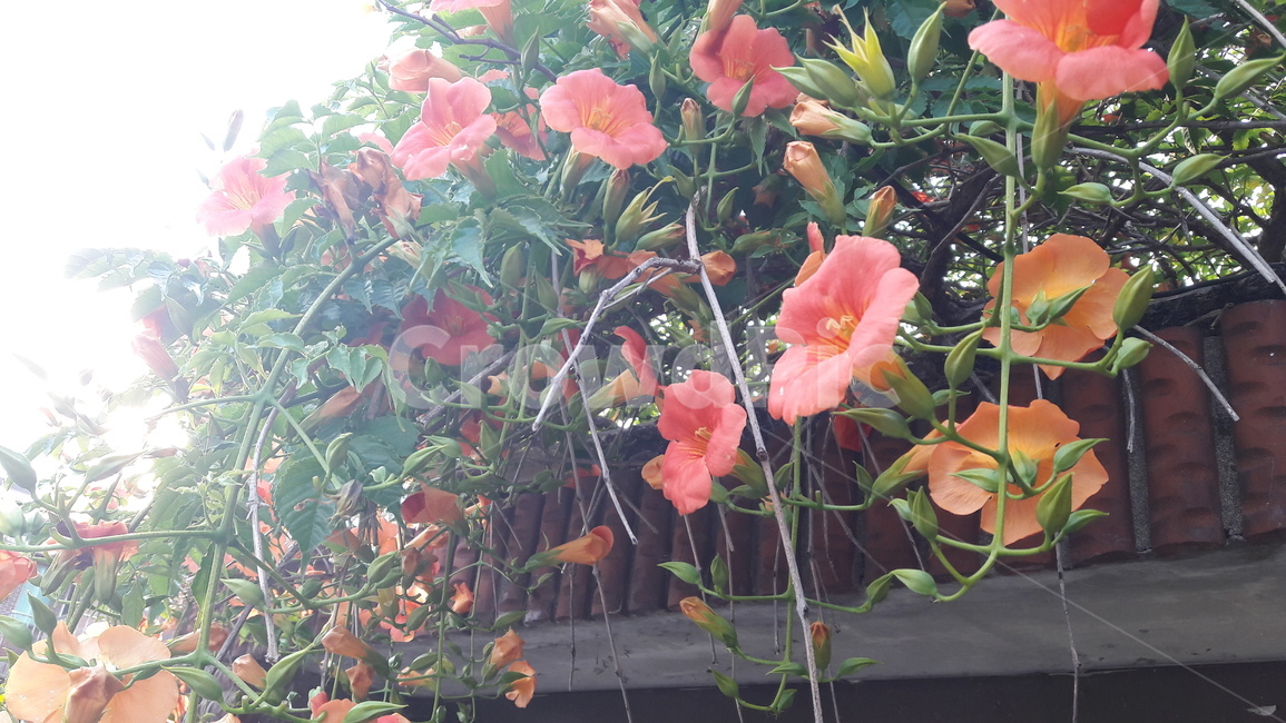 능소화,여름,여름꽃,한국의꽃,자연