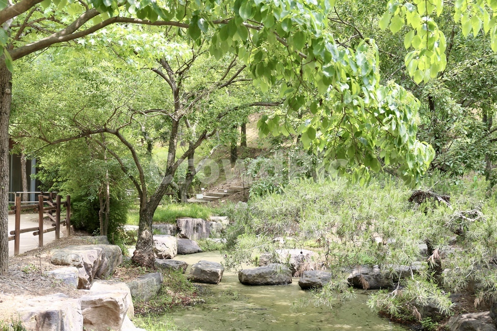 수목원,식물원,산책,숲,숲길,산책길,연못