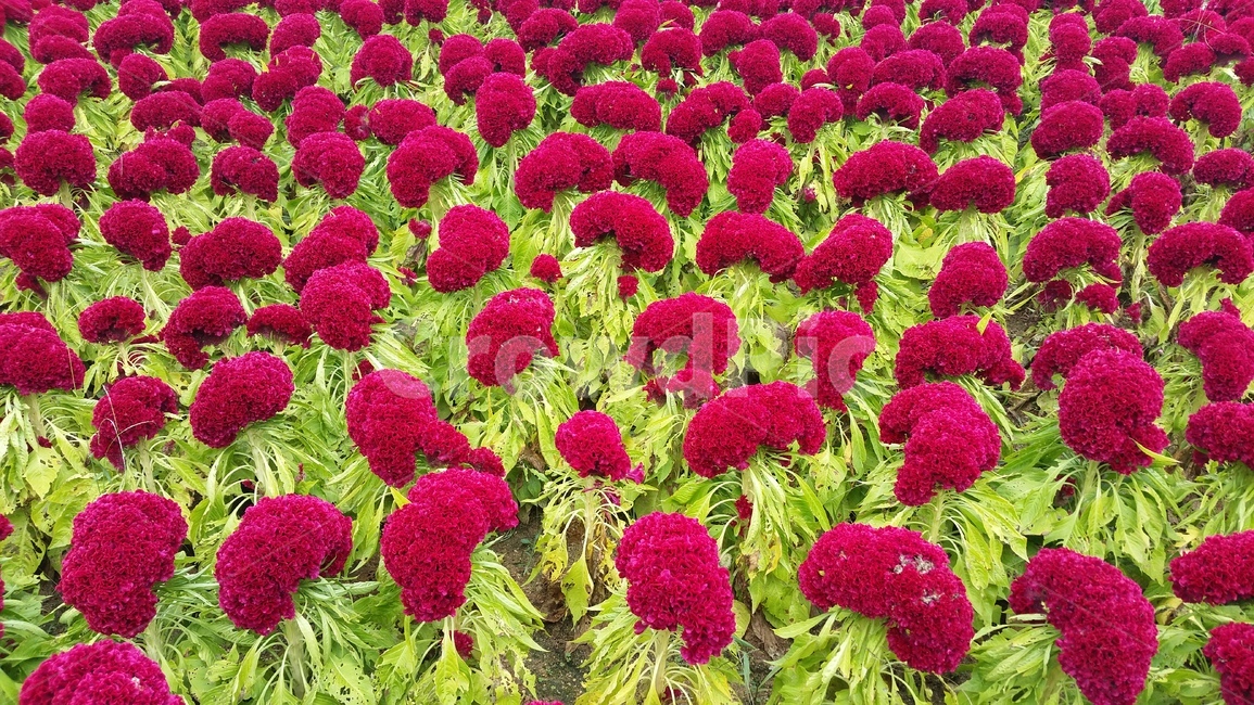 국화,꽃,바탕,배경,정원