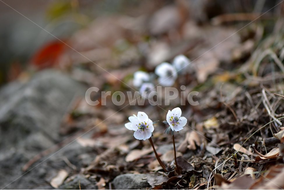 변산바람꽃,2018년,2월,야생화,꽃,생태,식물,자연,들꽃,산꽃,봄,감성,힐링,플라워,계절,시즌,wild,Flower,plants,nature,spring,season,배경,나무,목본,풀,초본,미나리아재비과,너도바람꽃속,flower,생태사진,봄꽃,거제도,봄,계절,spring,season,식물,자연,plants,nature,꽃,flower,plant