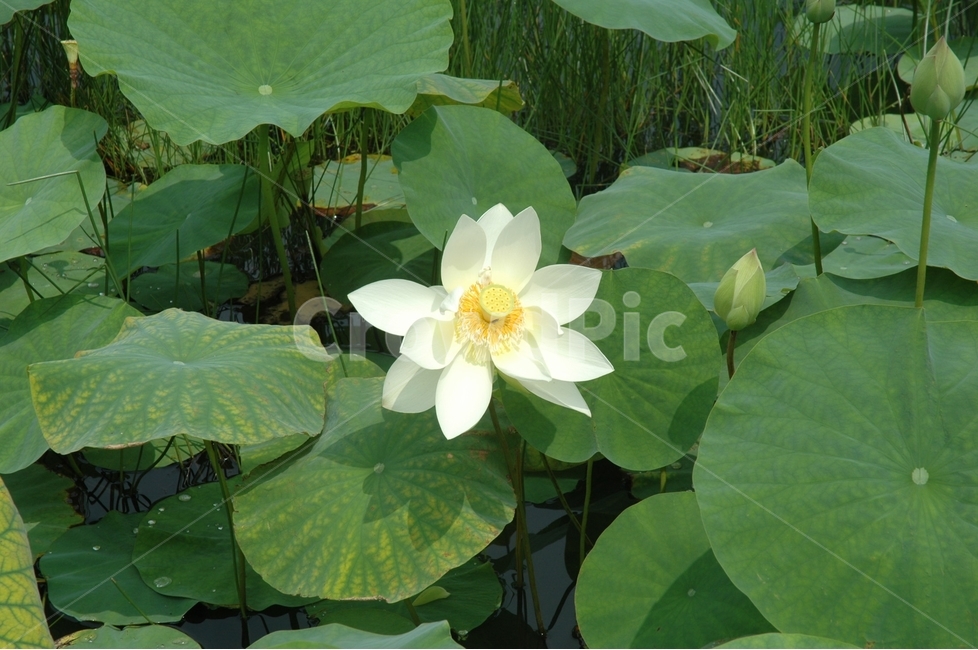 백련,연꽃,whitelotus,꽃,순결,식물,자연,plants,nature,꽃,flower