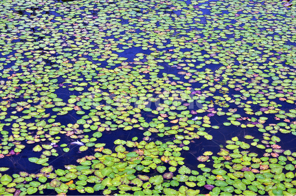 관곡지,연꽃,물플,여리연,가시연,자연,풍경,nature,landscape,plant,식물,water,물,outdoors,옥외,lily,백합,blossom,꽃,flower