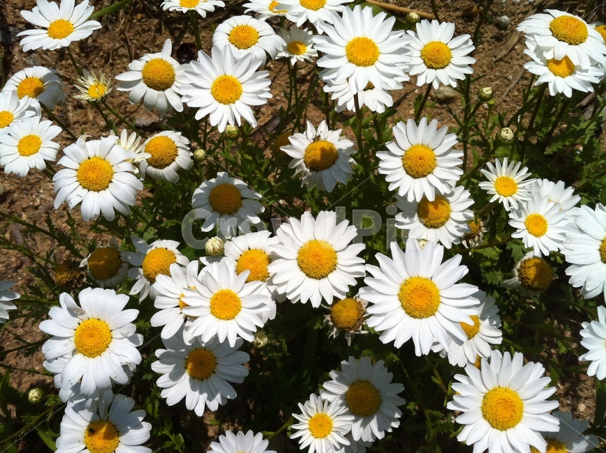 꽃,흰꽃,식물,국화류,수수한꽃,식물,자연,plants,nature,꽃,flower