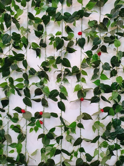 식물,plant,잎,leaf,패턴,배열,줄기,식물줄기,잎줄기,초록색,열매,꽃,자연,반복적인,세로무늬,식물,자연,plants,nature