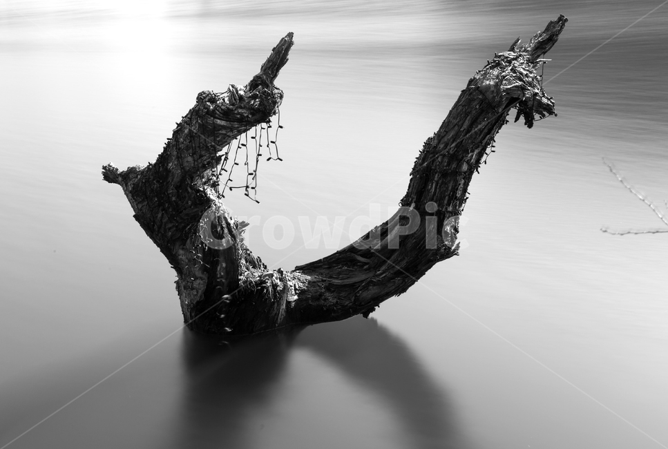 wood,나무,물,water,nature,흑백,흑백,모노톤,monochrome,black and white