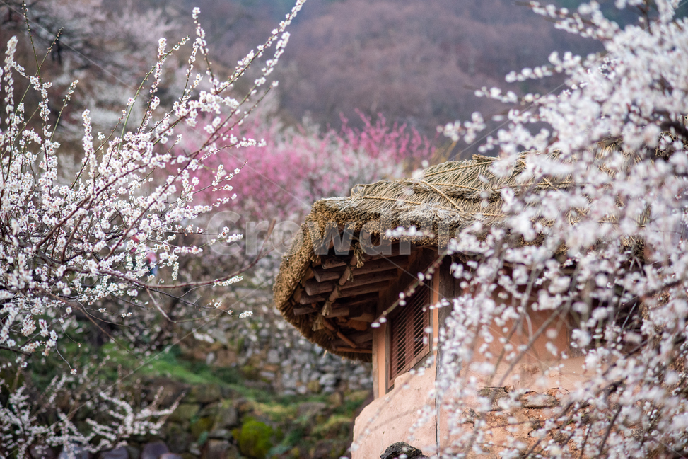 광양,홍쌍리,매화,봄,꽃,flower,꽃밭,식물,봄,계절,spring,season