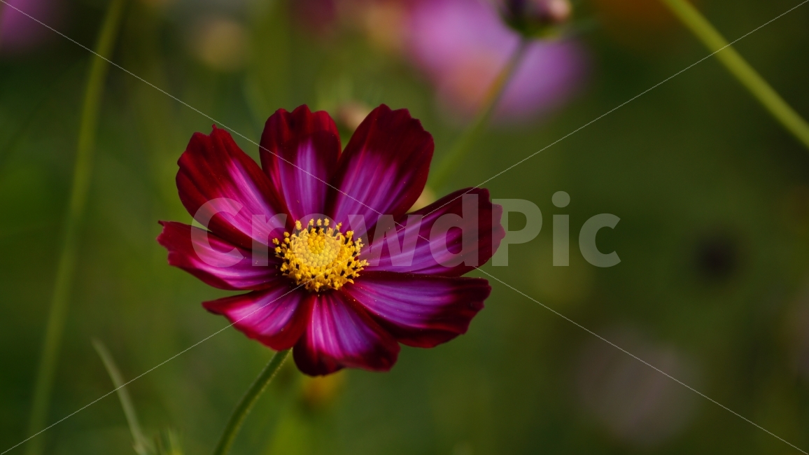 코스모스,가을,꽃,꽃사진,식물,가을,계절,fall,autumn,season,식물,자연,plants,nature,꽃,flower,plant