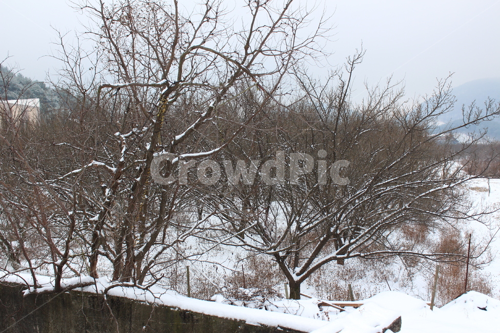 눈,겨울,겨울풍경,겨울아침,계절,풍경,분위기,색감,landscape,winter,snow,snowing