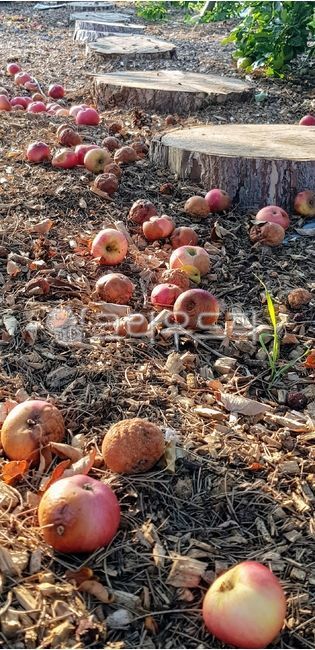 stepping stone,appletree,allotment,apple,orchard,farming,garden,ground,floor,apple tree