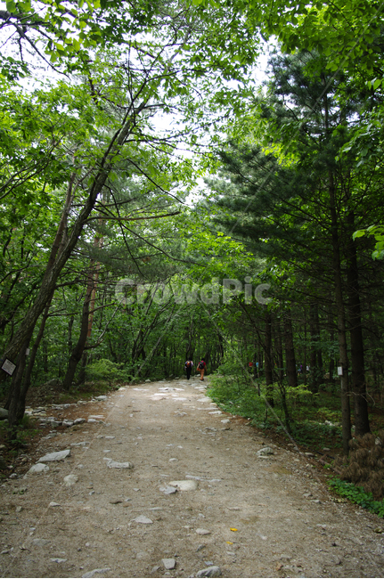 산길,길,숲,나무,초록,자연,풍경,nature,landscape,사람들,대중,군중,other people,crowd,dirt road,흙길,road,도로,gravel,자갈,path,통로