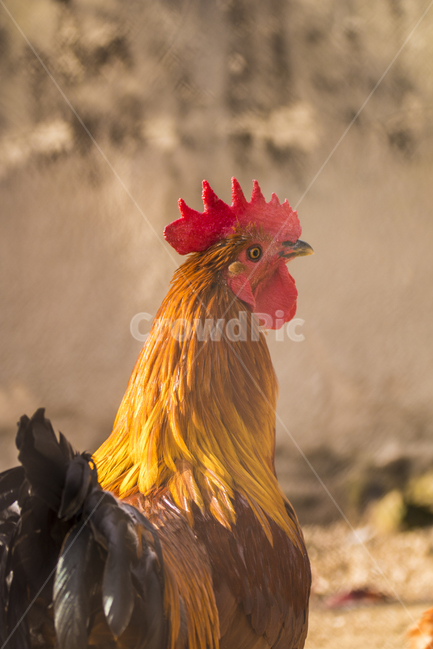동물,닭,토종닭,수탉,새,조류,부리,가축,닭띠,동물,animal,조류,새,birds