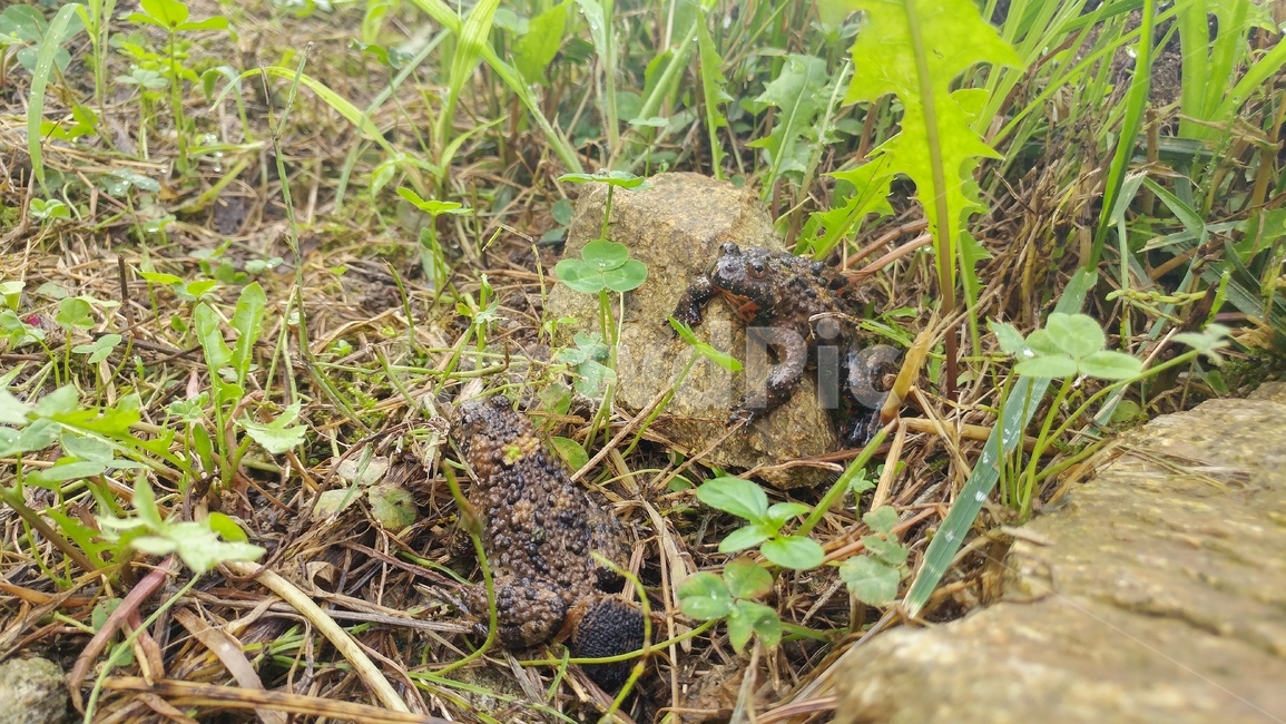 두꺼비,개구리,동물,양서류,식물,toad,초록,green,이슬,자연,frog,동물,animal