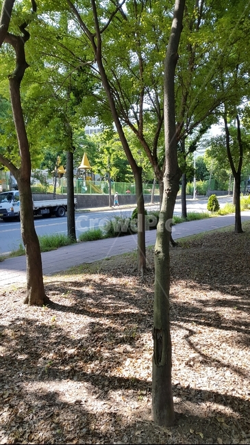 산책길,공원길,숲길,오솔길,도심속산책로,맑은아침,따사로운햇살,나무사이로비치는햇살,맑은날씨,상쾌한산책길,집근처산책길,싱그러운나무,초록색나무,봄길,여유,녹음,여유로운산책,한가로운오후