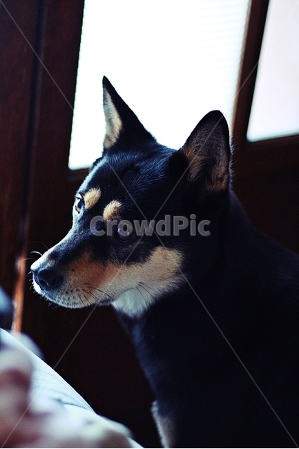 강아지,블랙탄,네눈박이,멍멍이,개,동물,animal,포유류,mammal,개,강아지,dog,doggy