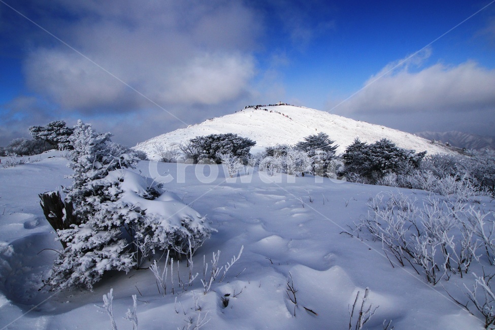 blue sky,snow scene,snow,Muju,yew,Sanggodae,Deogyusan Mountain