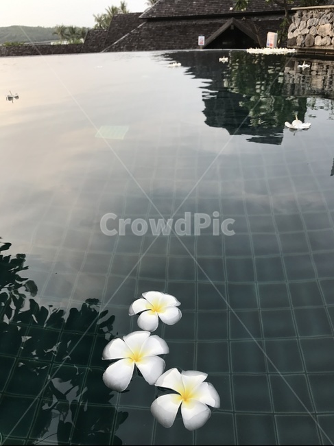 수영장,플루메리아,휴식,자연,옥외,nature,water,outdoors
