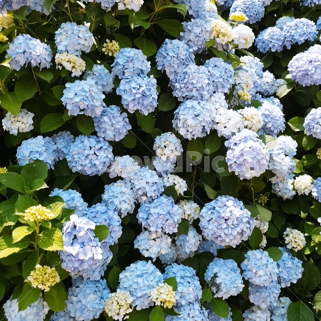 꽃,수국,자연,하늘,파랑