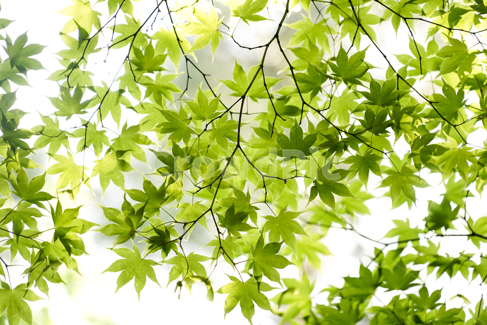 leaf,잎,plant,식물,green,녹색,청단,식물,자연,plants,nature