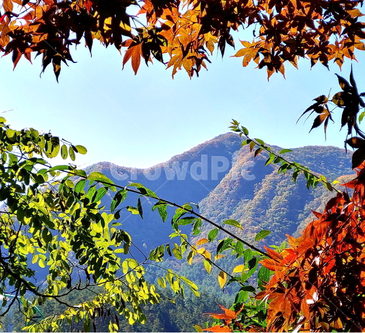 단풍,가을,산,나무,붉은단풍,가을,계절,fall,autumn,season,자연,풍경,nature,landscape,leaf,잎,plant,식물,tree