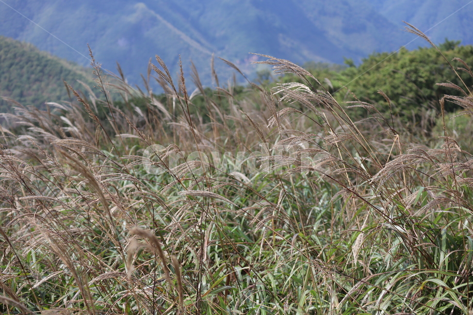 강원도,정선,억새,민둥산,등산,풍경,자연,식물,가을,계절,fall,autumn,season,grass,잔디,plant,lawn