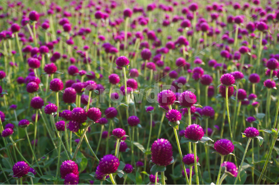 천일홍,꽃,보라,여름,풍경,식물,자연,plants,nature,꽃,flower