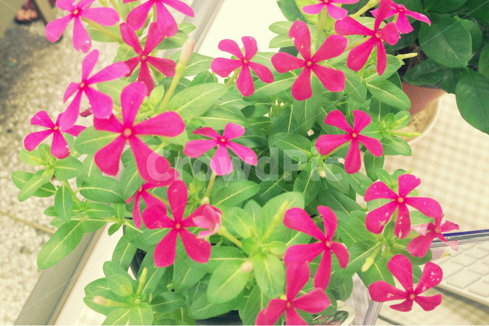 꽃,분홍색,식물,화분,자연,flower,plants,식물,자연,plants,nature,꽃,flower