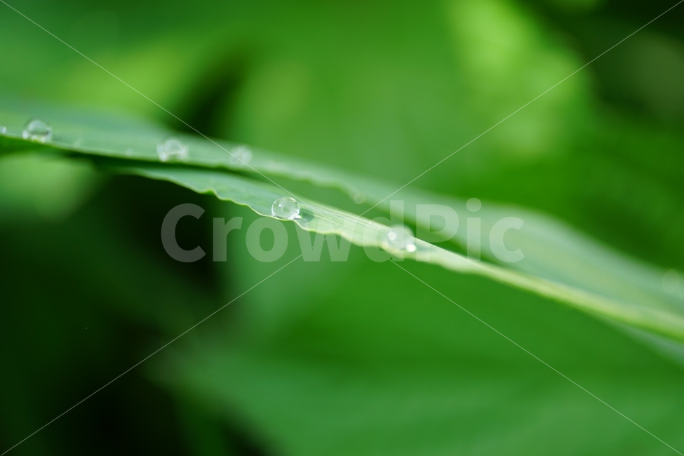 leaf of grass,atmosphere,Transparency,waterdrop,occult,feel,pure,Snap,healing,Healing Photos,amazing,leaves,affix,mysterious,Mystery,Emotion,bokeh of light,glass marble,macro,glass,Refreshing,nature,interesting,clear,feeling,morning dew,morning,Emotional 