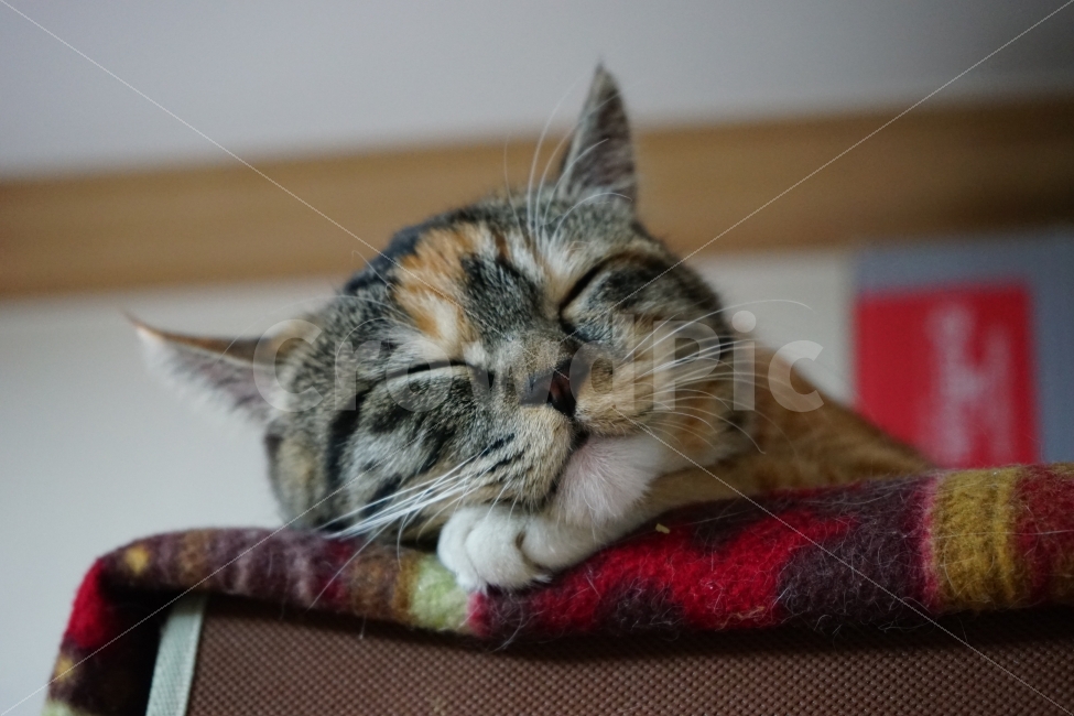 고양이,동물,반려동물,cat,animal,동물,animal,포유류,mammal,고양이,cat,kitten,kitty,휴식,힐링,rest,relaxation,healing