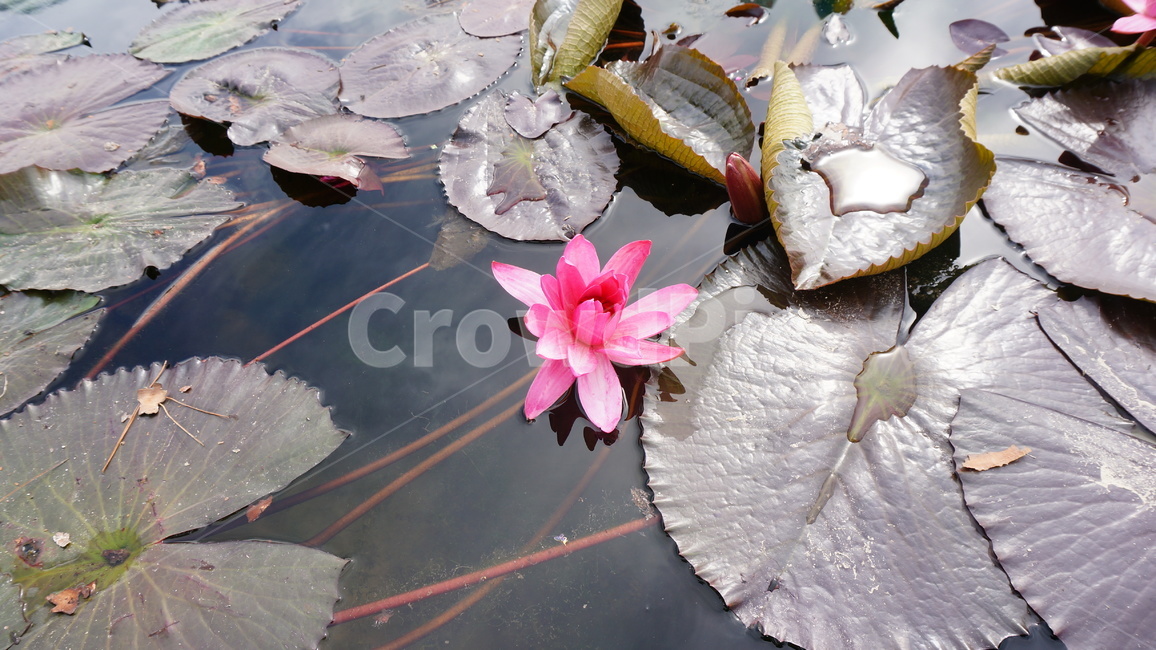 연꽃,연못,감성사진,자연,plant,식물,blossom,꽃,flower,입춘,봄꽃,식물,자연,plants,nature,꽃,flower
