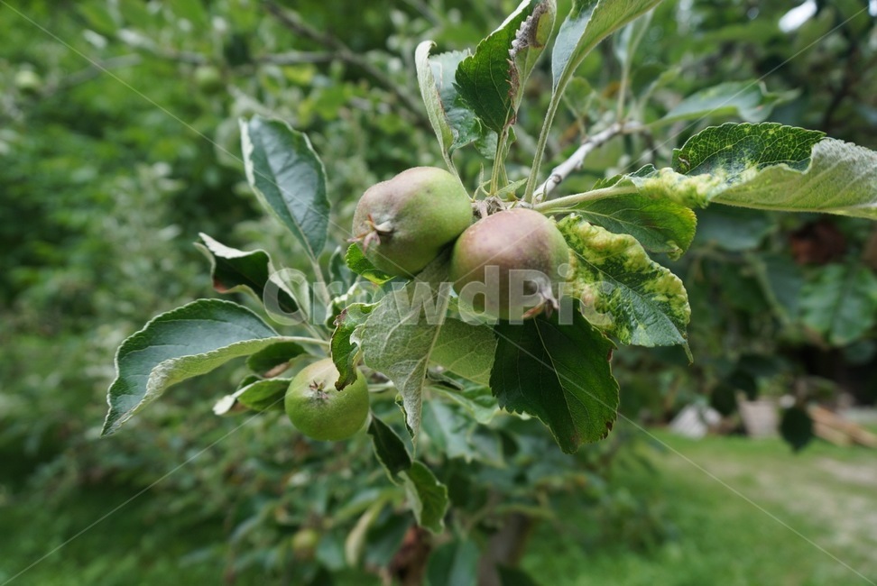 무화과,과일,식물,자연,나무,생과,열매,초록,green,fig
