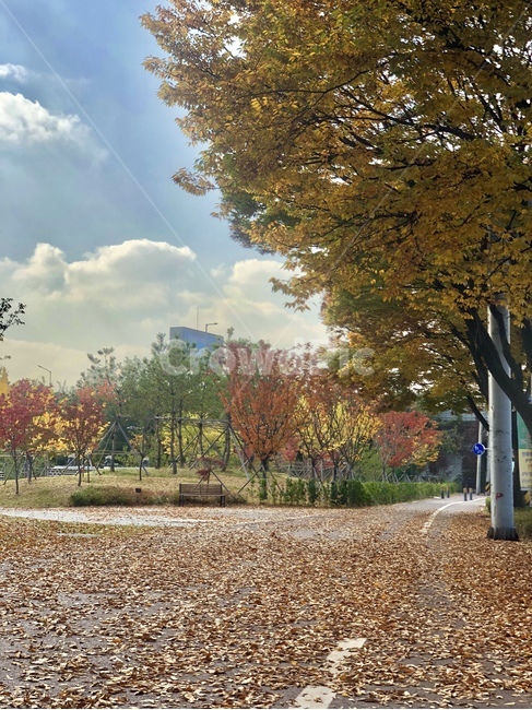 가을,하늘,도로,낙엽,단풍,구름,공원,나무,식물