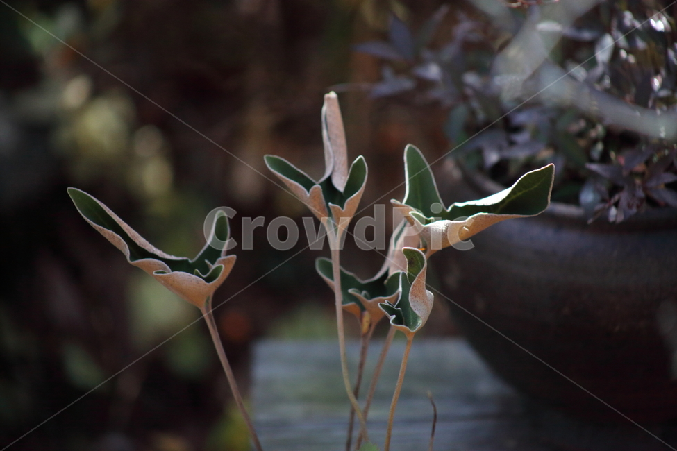 세뿔석위,환생초,약초,식물,threefingertonguefern,PyrrosiahastataCHING,고사리,식물,자연,plants,nature