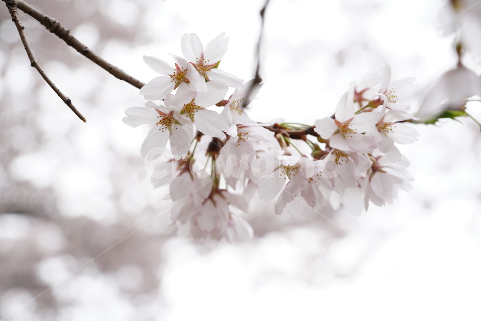 꽃,벚꽃,플라워,봄,느낌,감성,화이트,흰색,생명,생물,나무,식물,계절,flower,식물,자연,plants,nature,꽃,flower