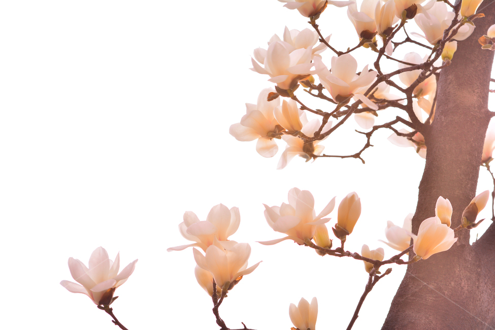 목련꽃,나무꽃,봄꽃,계절,시즌,야외,옥외,식물,꽃,아름다운,plant,blossom,flower,season,outdoor,spring,식물,자연,plants,nature,꽃,flower