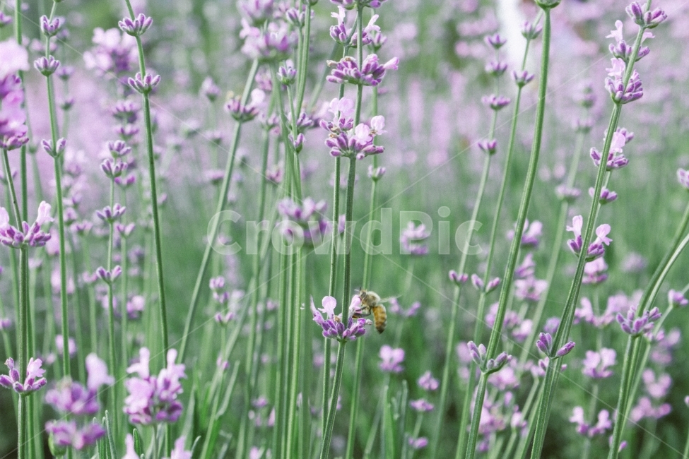 꿀벌,라벤더,꽃,예쁨,보라색,사랑스러움,고풍스러움,잎,열메,광양,축제,단지,건강,식물,자연,plants,nature,꽃,flower,동물,animal,곤충,벌레,insect,bug,감성,sensible,feeling