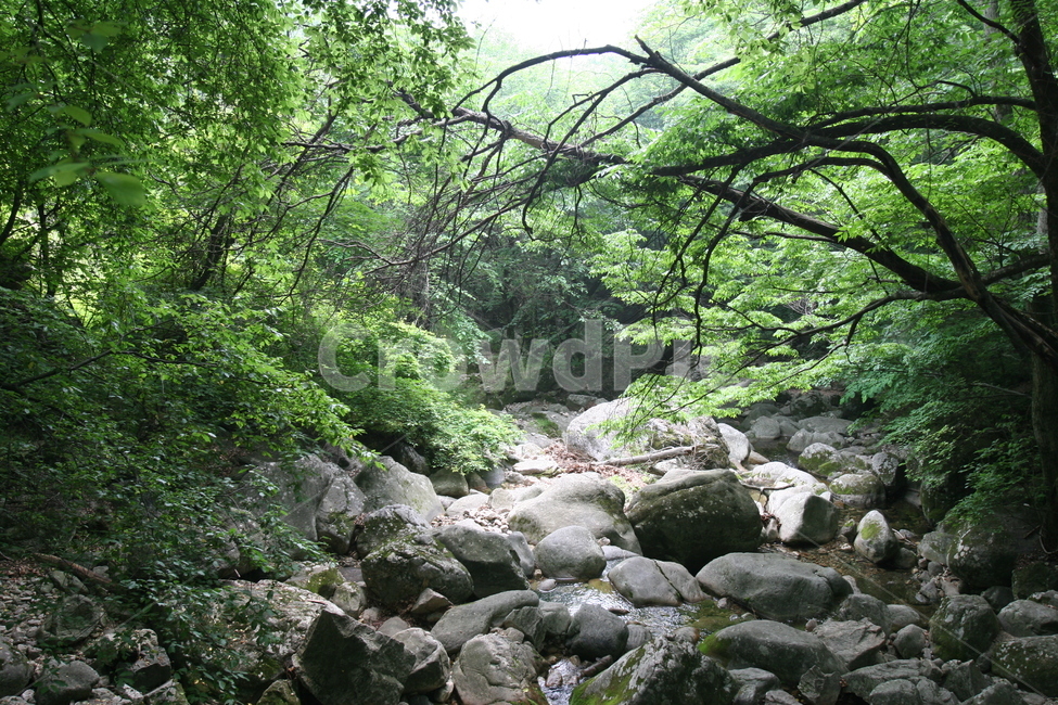 계곡,물,water,nature,자연,outdoors,옥외,푸르름,자연,풍경,nature,landscape