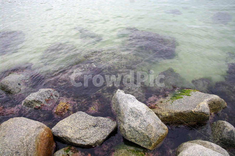 바위,바다,풍경,해초,물결,자연,풍경,nature,landscape,algae,조류,plant,식물