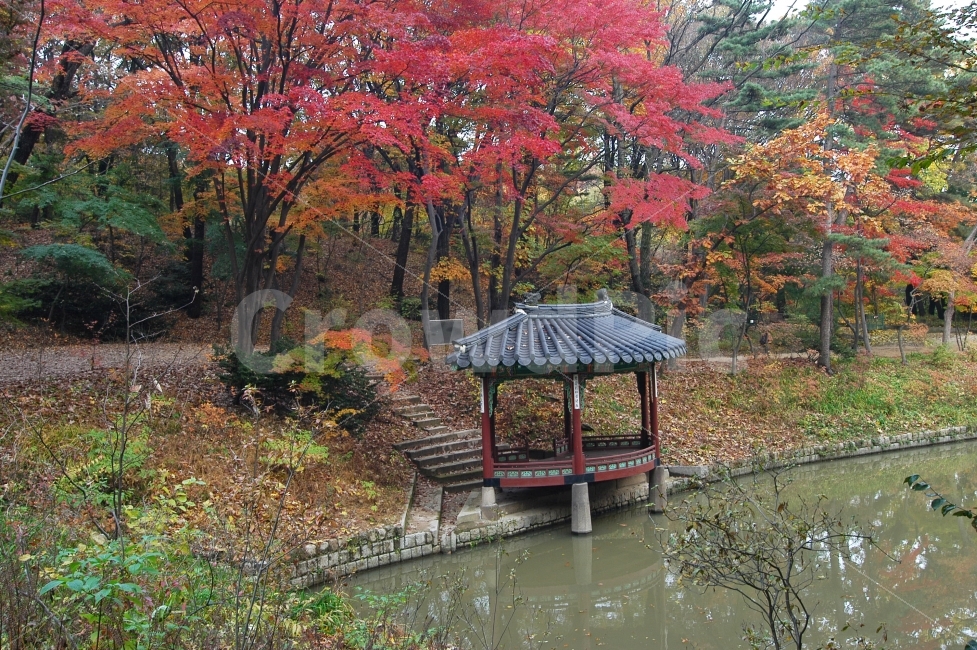 가을,단풍,창덕궁,비원,후원,가을풍경,정자,한국,한국전통,관람정,나뭇잎,자연,풍경,전통건축,자연,풍경,nature,landscape,가을,계절,fall,autumn,season,랜드마크,landmark,tourist attraction,한국전통,한국문화,korean traditional,korean culture