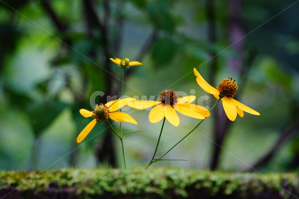 flower,꽃,plant,식물,blossom,식물,자연,plants,nature,꽃,flower