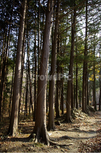 소나무,나무,식물,plant,wood,숲,자연,풍경,nature,landscape,vegetation,초목,tree,forest,outdoors,옥외,woodland,삼림지,land,땅