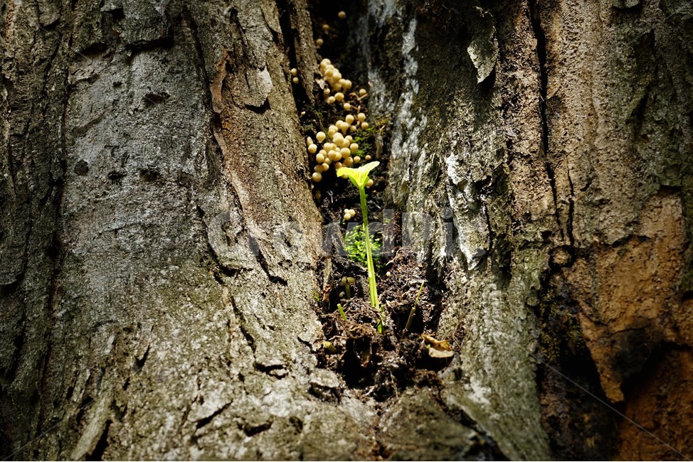 나무,버섯,싹,고목,그늘,wood,tree,mushroom,bud,식물,자연,plants,nature