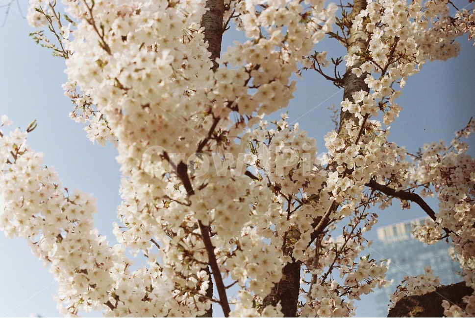 봄,벚꽃,벚꽃엔딩,spring,필름카메라,필카,봄,계절,spring,season,식물,자연,plants,nature,꽃,flower,감성,sensible,feeling,plant,blossom,cherry blossom