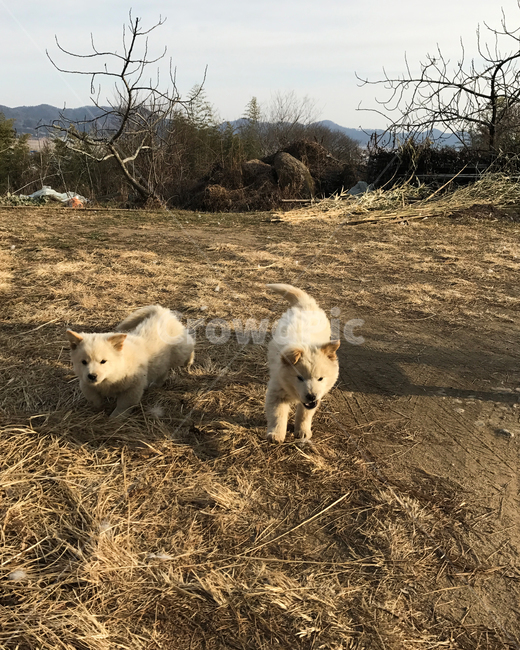 강아지,시골강아지,시골,개,진돗개,dog,촌,반려견,전통,진도견,견,애완동물,애완강아지,동물,animal,포유류,mammal,개,강아지,dog,doggy