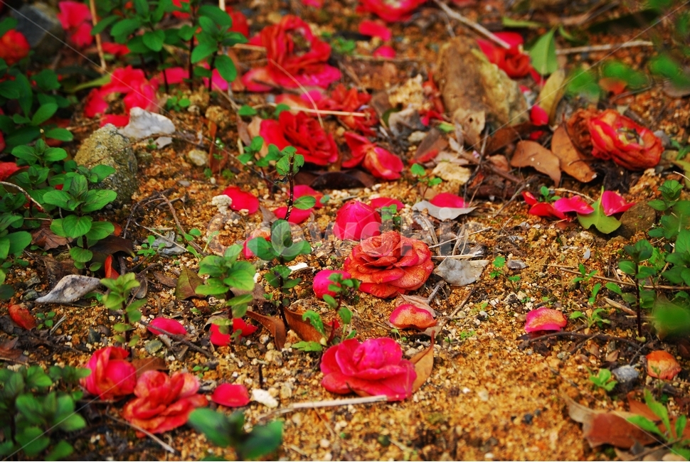 봄,동백,낙화,빨간꽃,식물,겨울,봄,계절,spring,season,식물,자연,plants,nature,꽃,flower,ground,바닥,leaf,잎,plant,petal,꽃잎,blossom