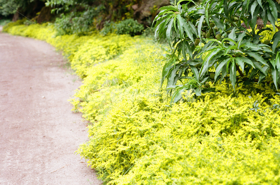 감성사진,필름카메라,풍경,식물,필름,꽃,식물,자연,plants,nature,꽃,flower