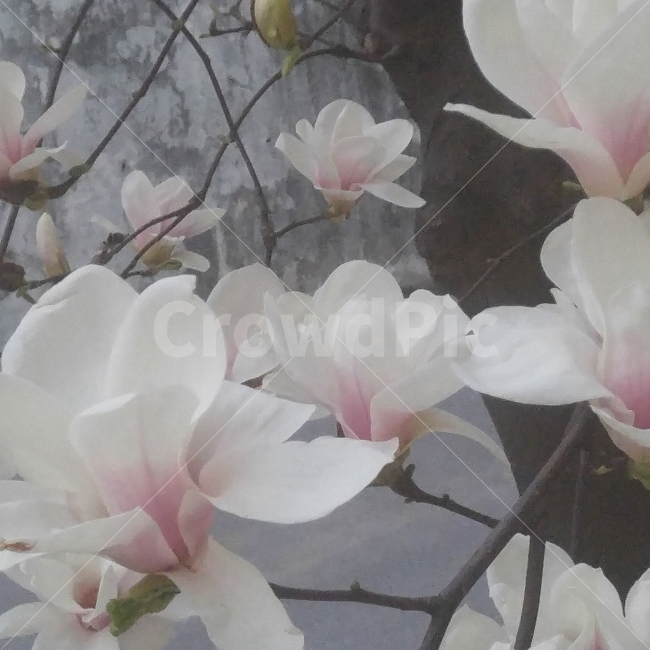 목련,흰색,클로즈업,나무가지,자연,꽃,봄,계절,spring,season,식물,자연,plants,nature,꽃,flower,plant
