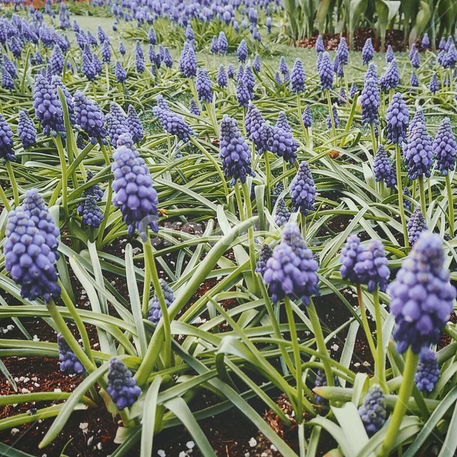꽃,라벤더,보라꽃,보라색꽃,식물,plant,flower,식물,자연,plants,nature,꽃,flower