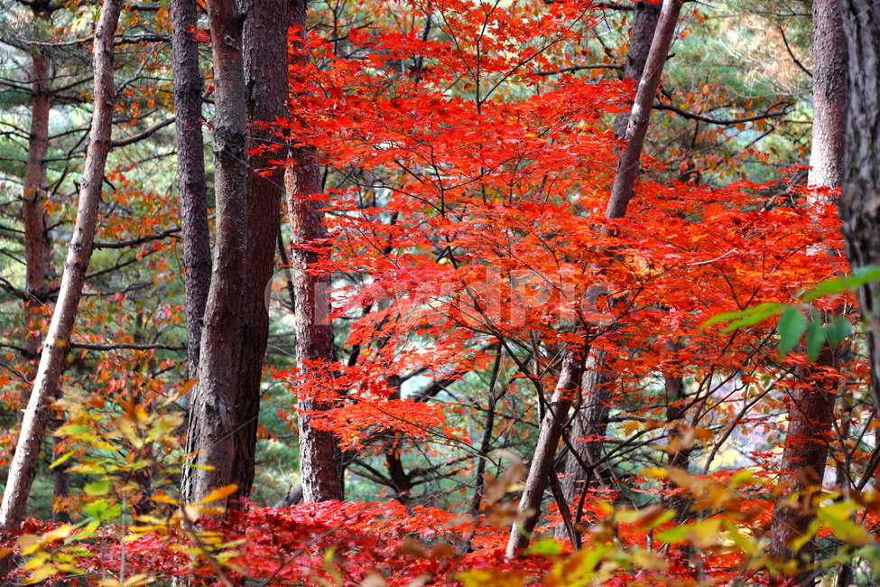 단풍,가을,풍경,낙엽,나무,붉은색,산,단풍나무,plant,식물,tree,leaf,잎,maple,단풍잎,가을,계절,fall,autumn,season